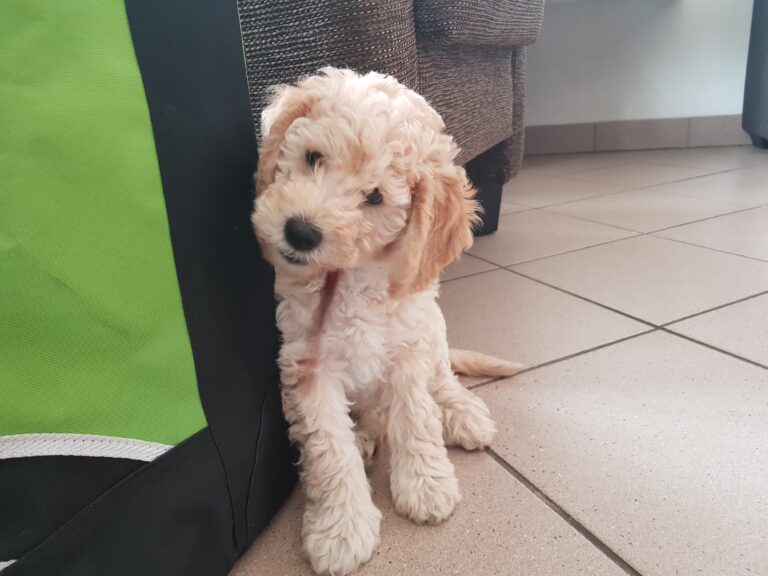 Puppytraining aan huis