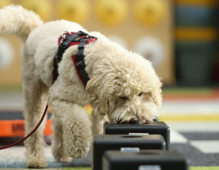 Detectie met je hond